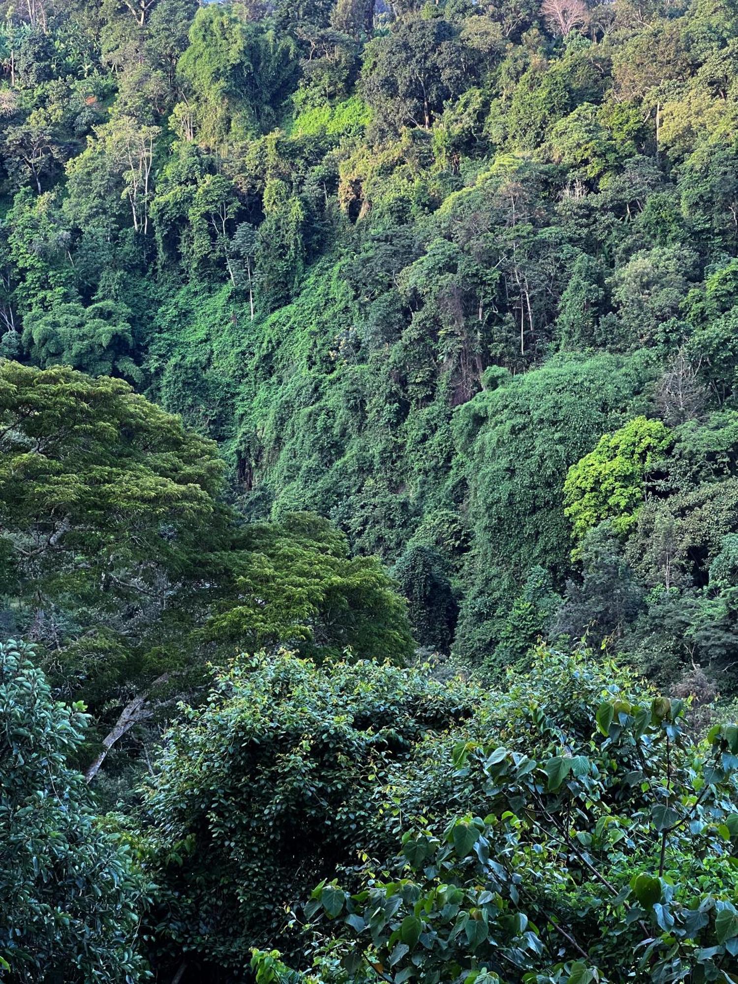 Kaliwa Lodge 모시 외부 사진